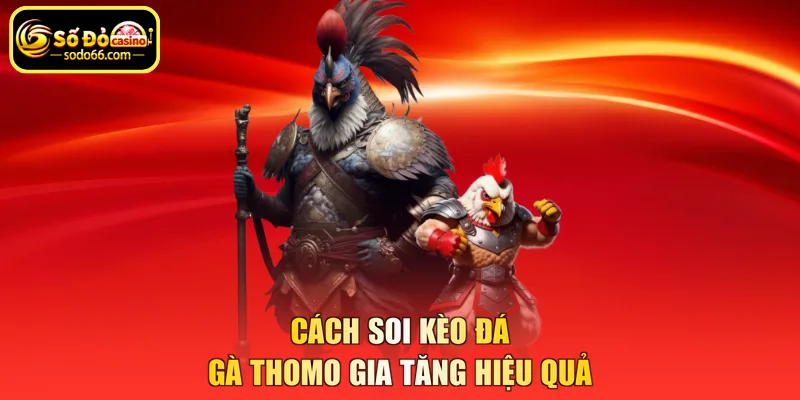 Cách soi kèo đá gà Thomo gia tăng hiệu quả