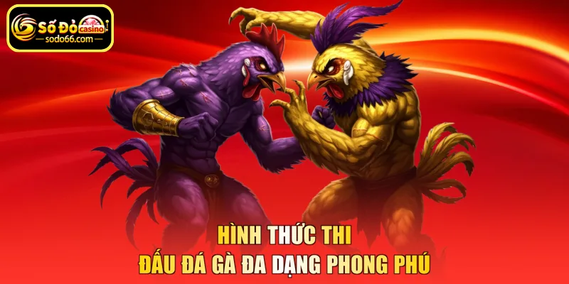 Hình thức thi đấu đá gà đa dạng phong phú