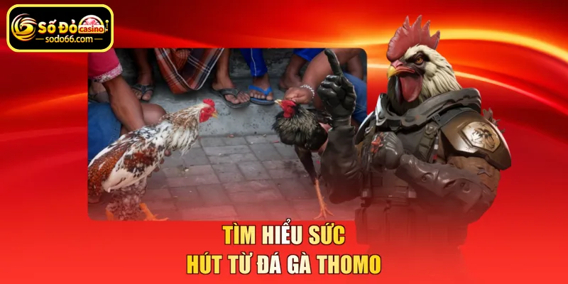 Tìm hiểu sức hút từ đá gà Thomo
