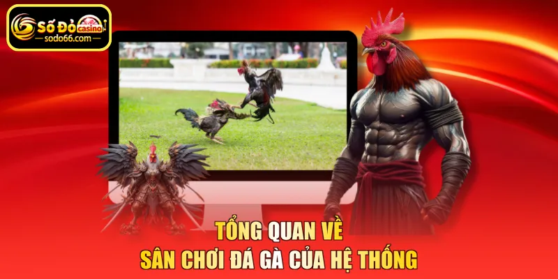 Tổng quan về sân chơi đá gà của hệ thống